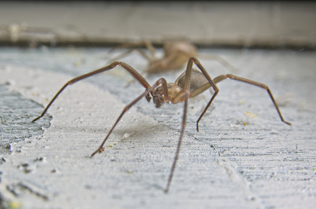 A closeup of a brown recluse spider on a cement floor