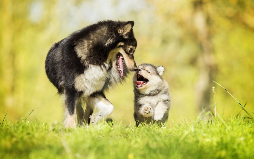 husky puppy with dad 