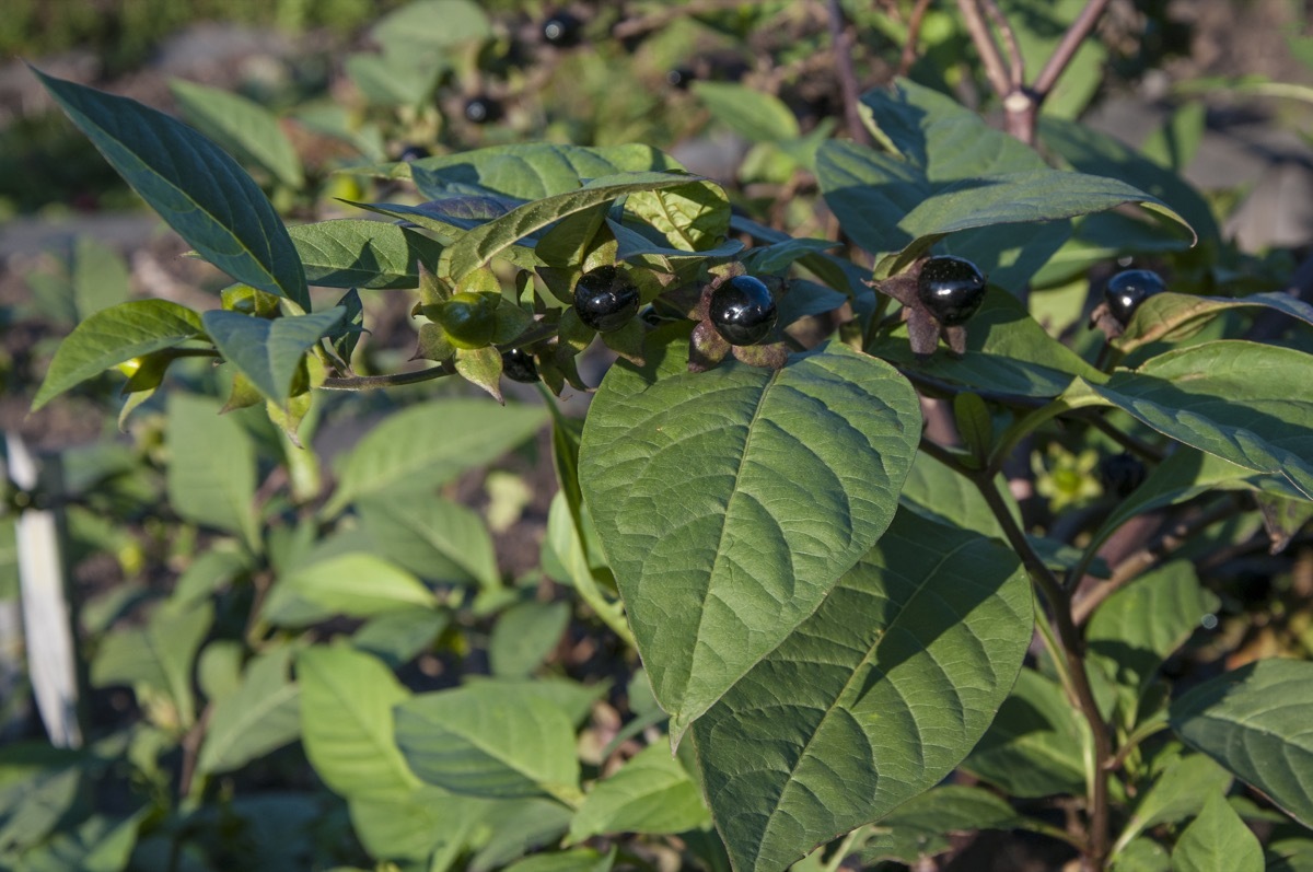 Deadly Nightshade Dangerous Plants in Your Backyard