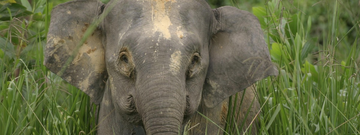 Borneo Pygmy Elephant