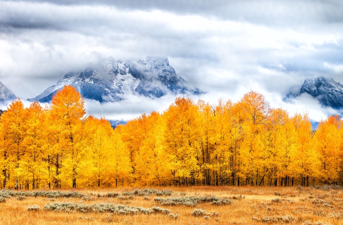 aspens-grand-teton-national-park