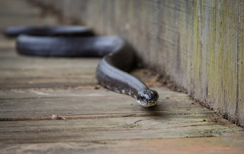 A large snake on a deck near a wall