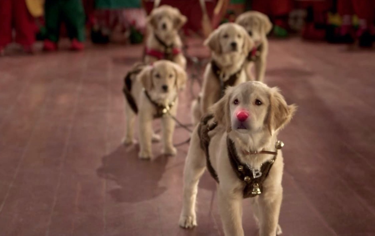 dogs with reindeer noses