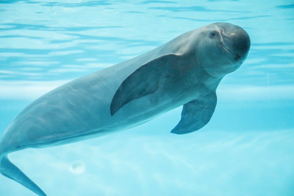 vaquita