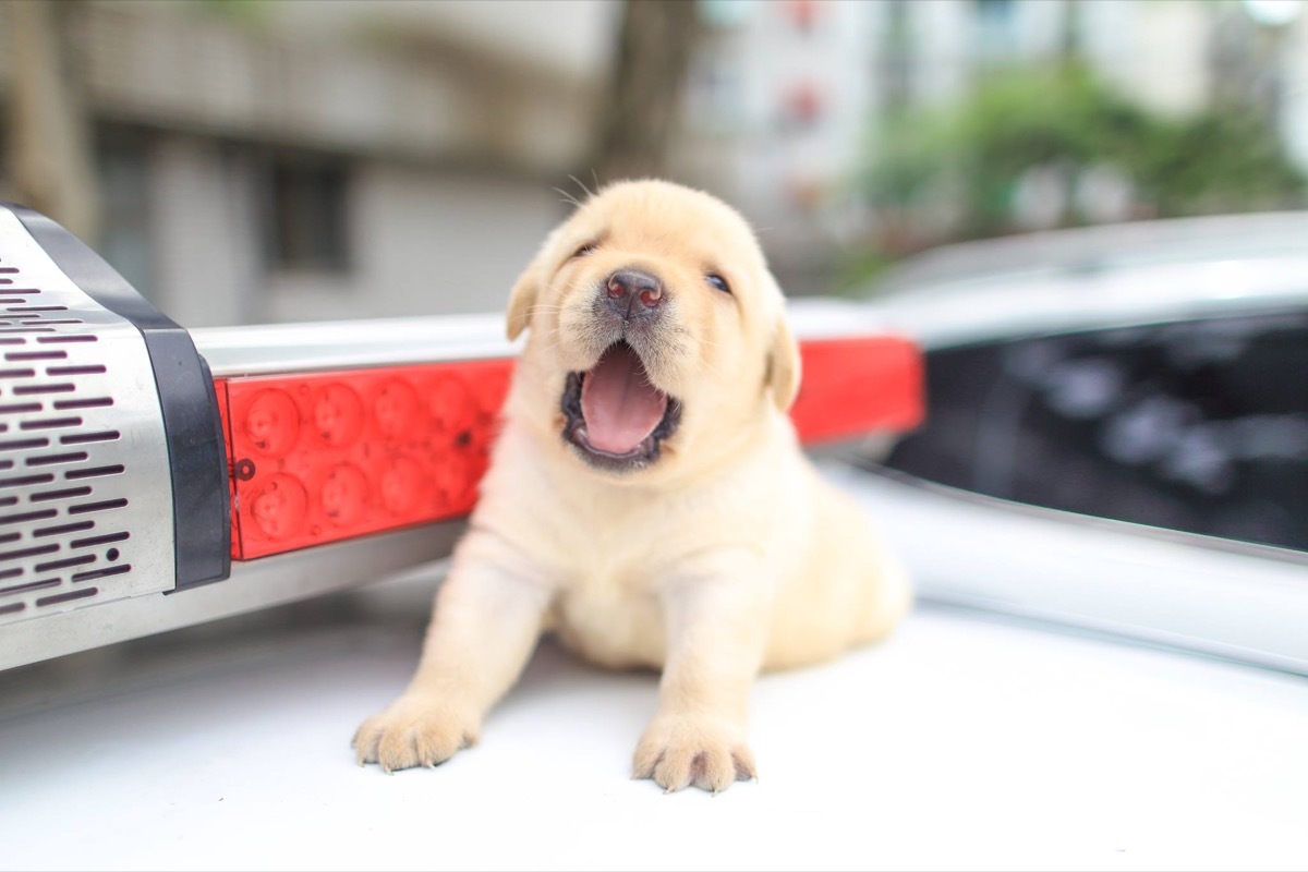 Taiwan adorable police animals