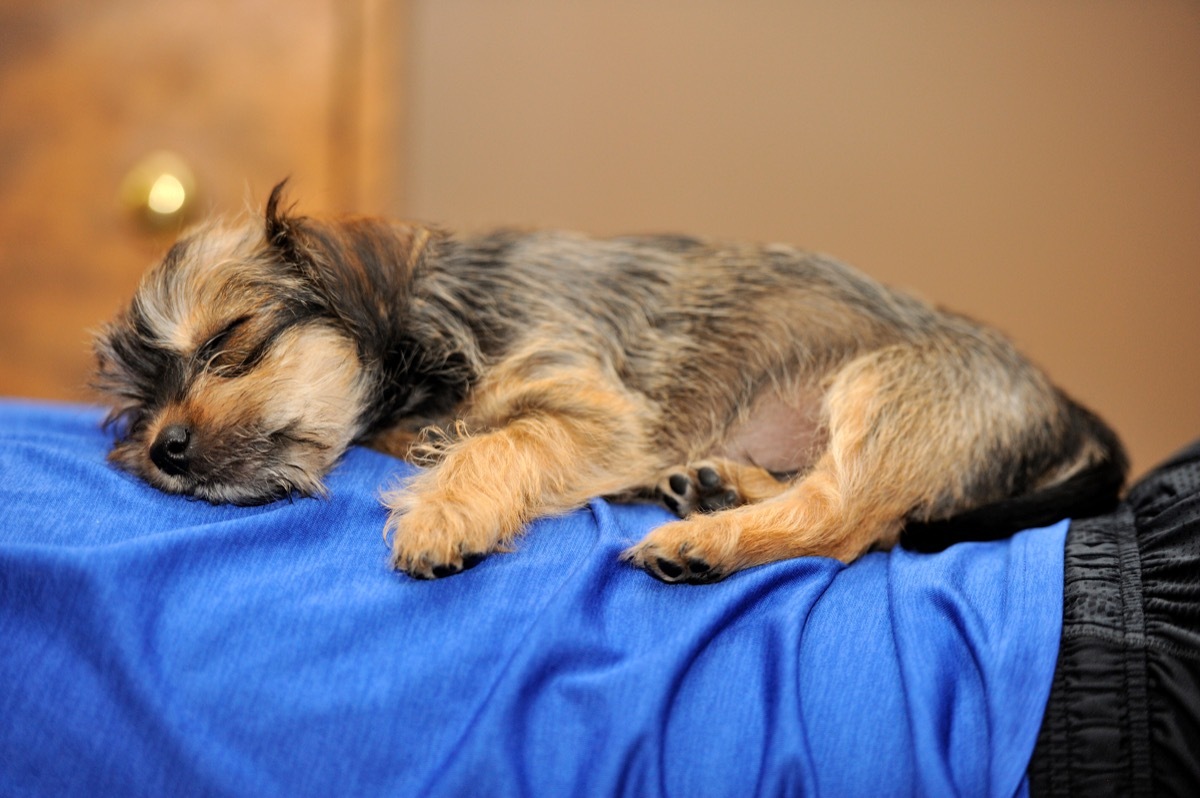 dog laying on his owner's back