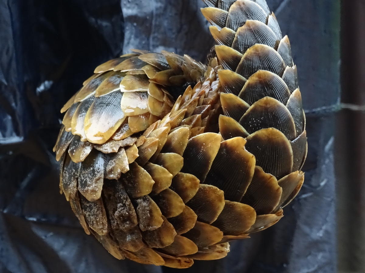 Image result for pangolin