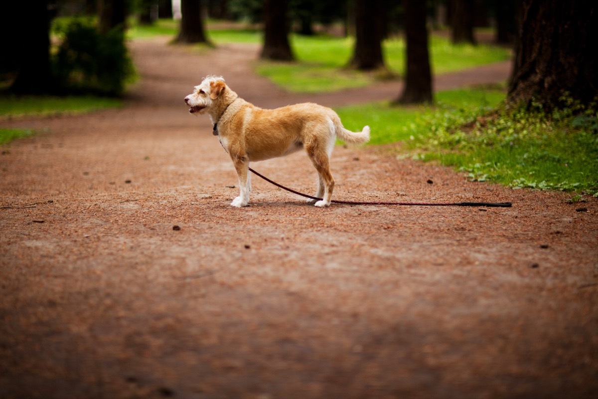 Photo of a wire haired terrier mix breed dog pausing to look for her owner.