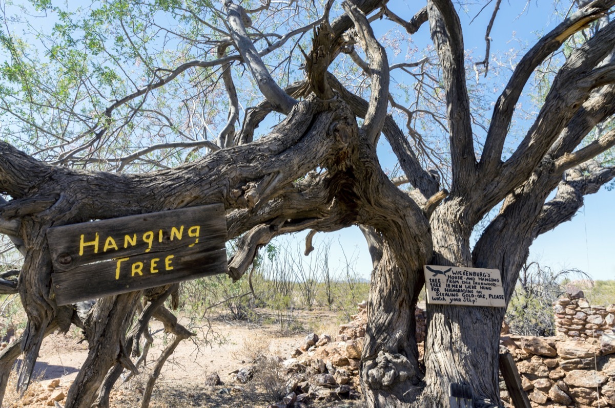 vulture mine hanging tree in arizona