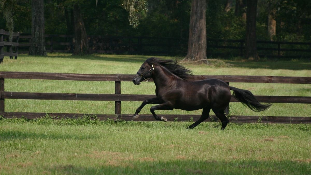 the black stallion