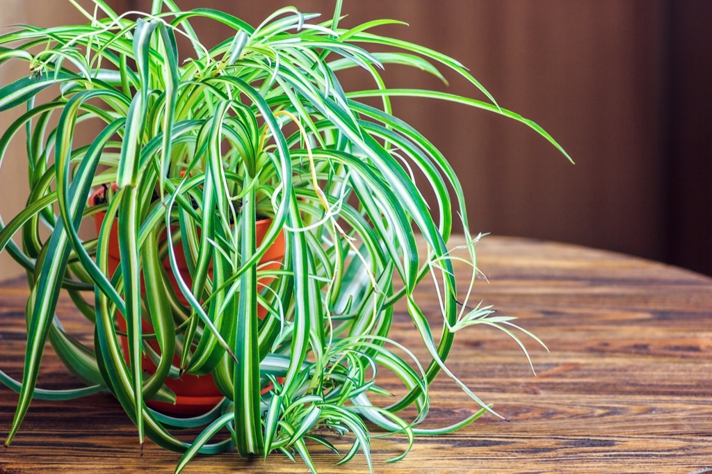 spider plant