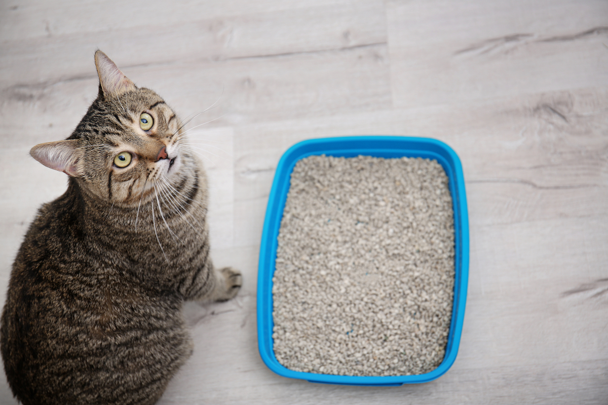 A gray tabby cat standing next to his litter box and looking up at the camera.