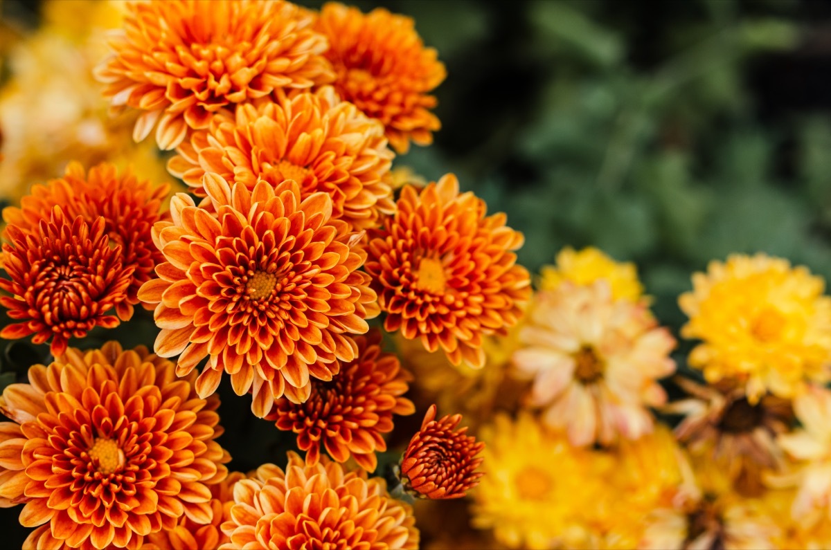 Fresh bright chrysanthemums. Japanese, korean style. Background for a beautiful greeting card. Autumn flowers in the garden. Flowering yellow chrysanthemums