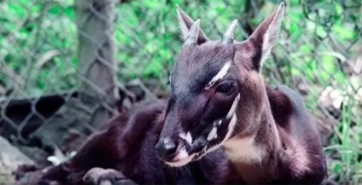 saola