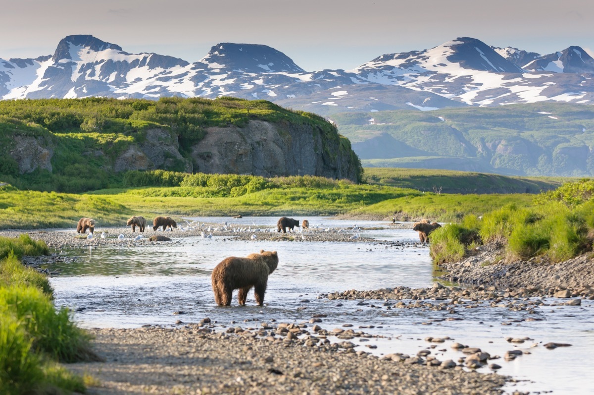 Multiple brown bear at McNeil River State Game Sanctuary fishing for salmon