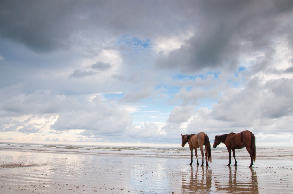 Assateague Island Beach maryland state natural wonders