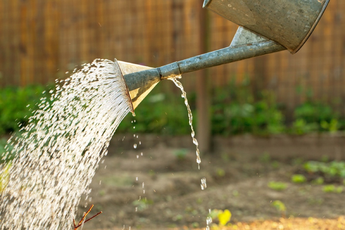 watering garden with metal watering can