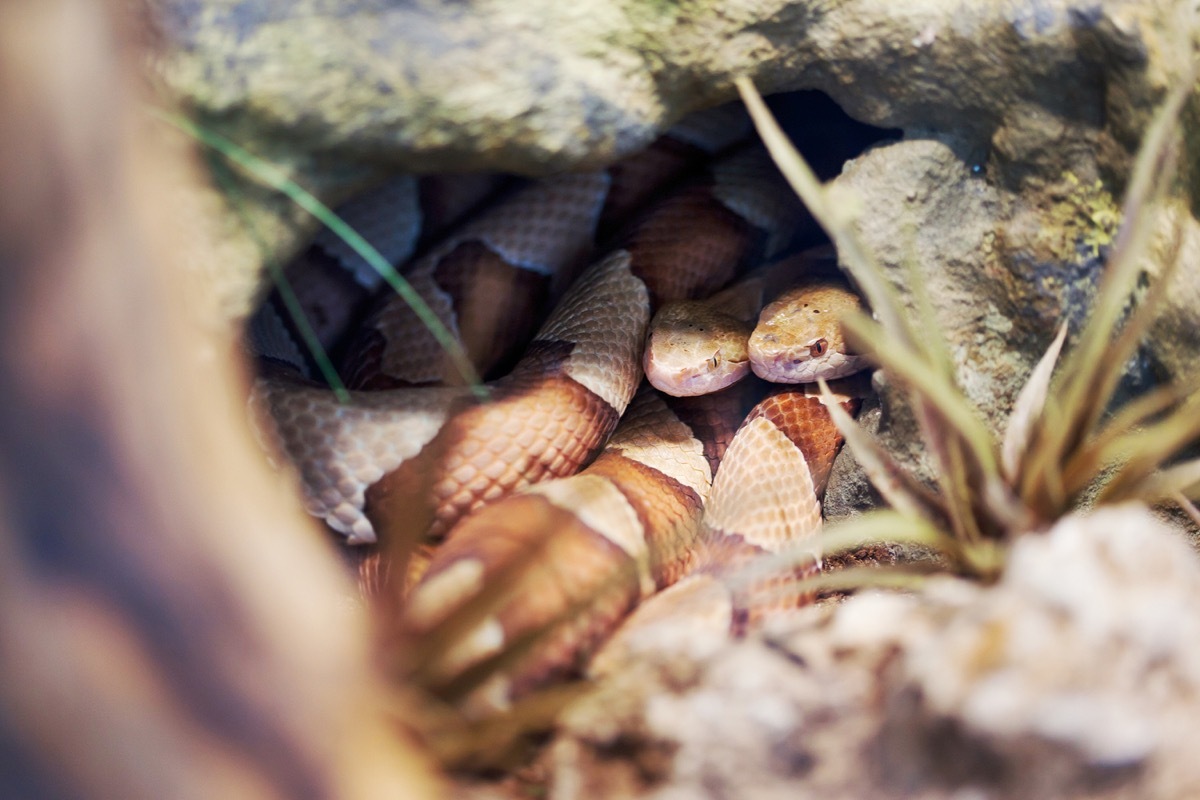 Broad Banded Copperhead snake in its den