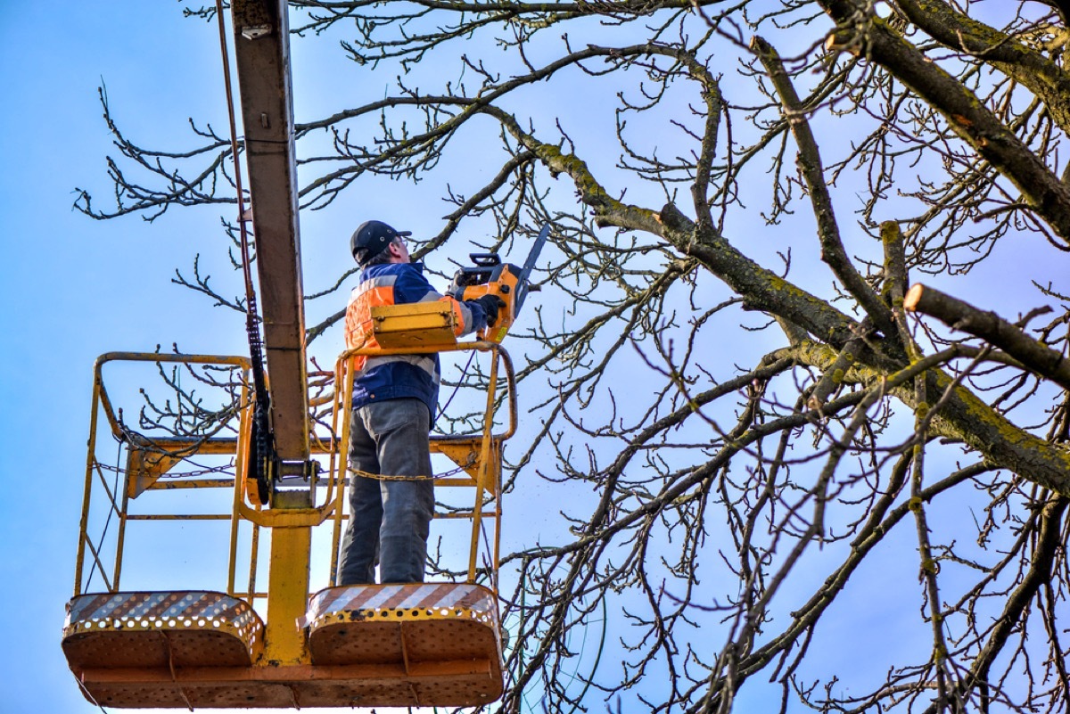 man trimming tree