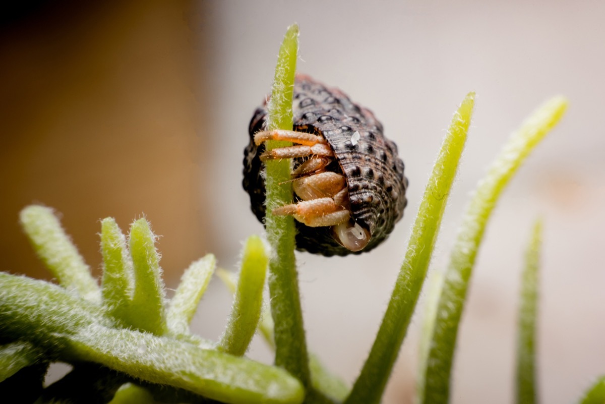 Land hermit crabs, Coenobita, hermit crabs