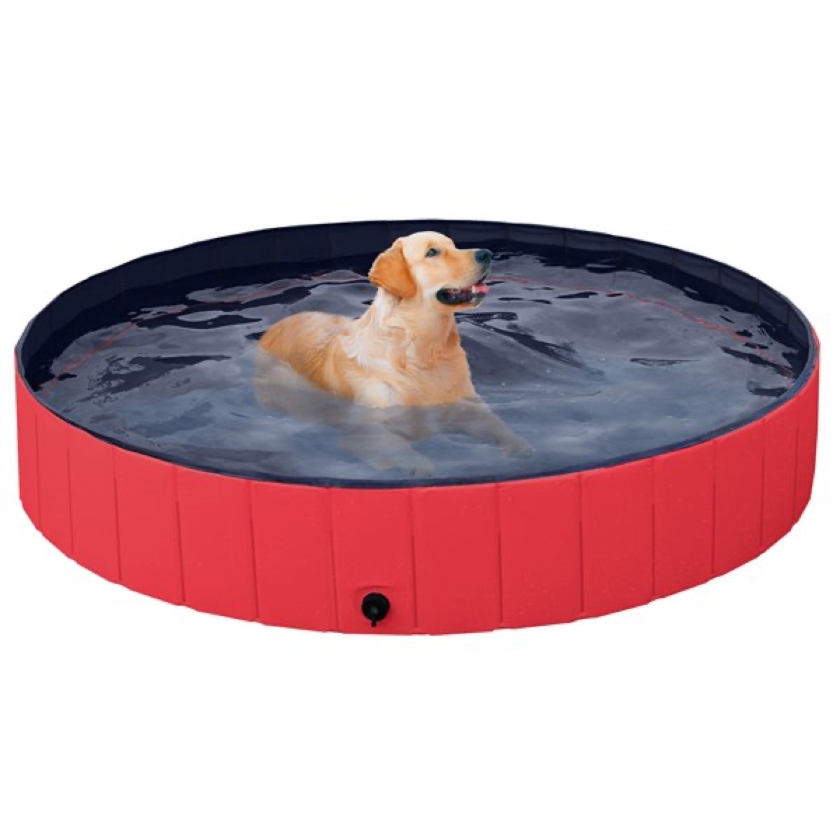 golden retriever in pool