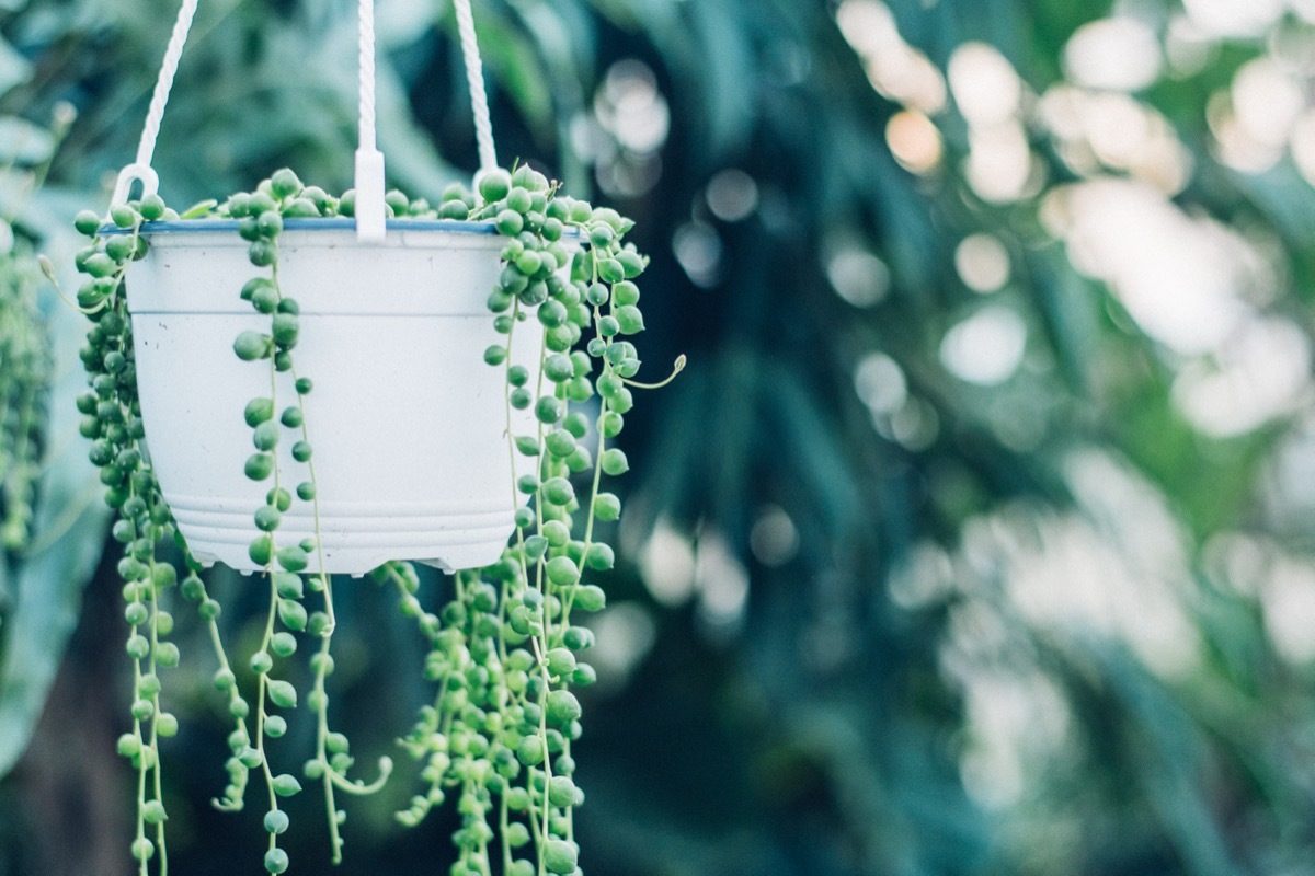 String of Pearls Plant