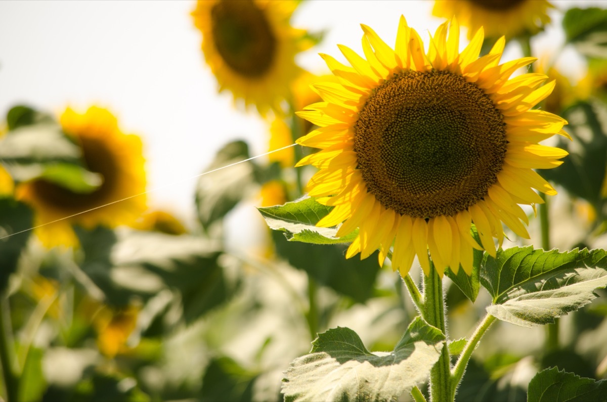 Sunflower with spider web