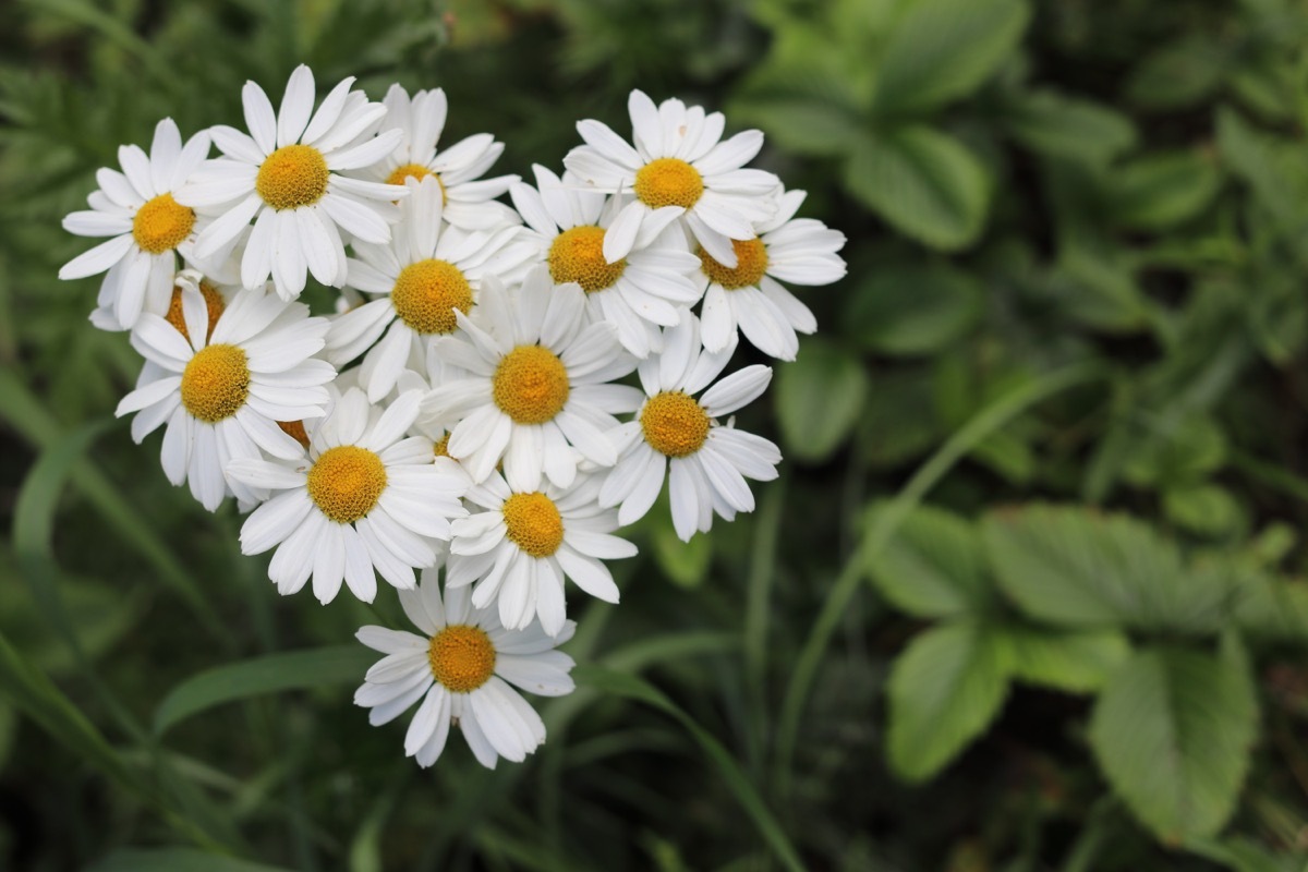 daisies