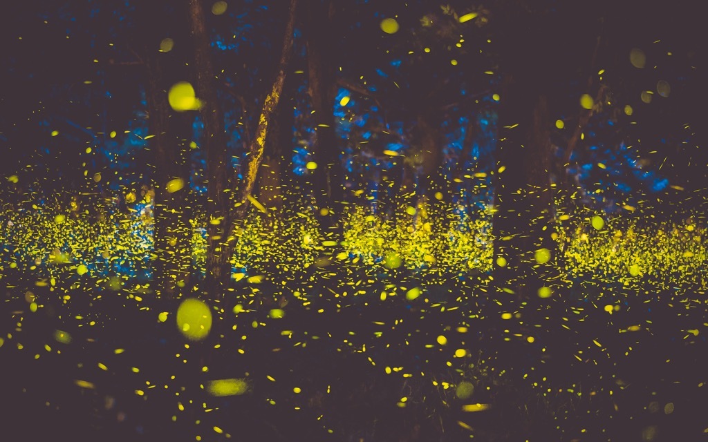 fireflies in a forest