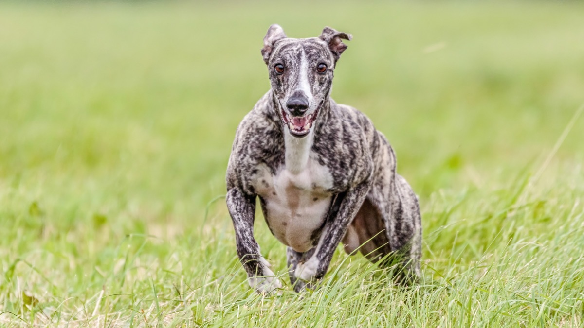 Whippet dog running 