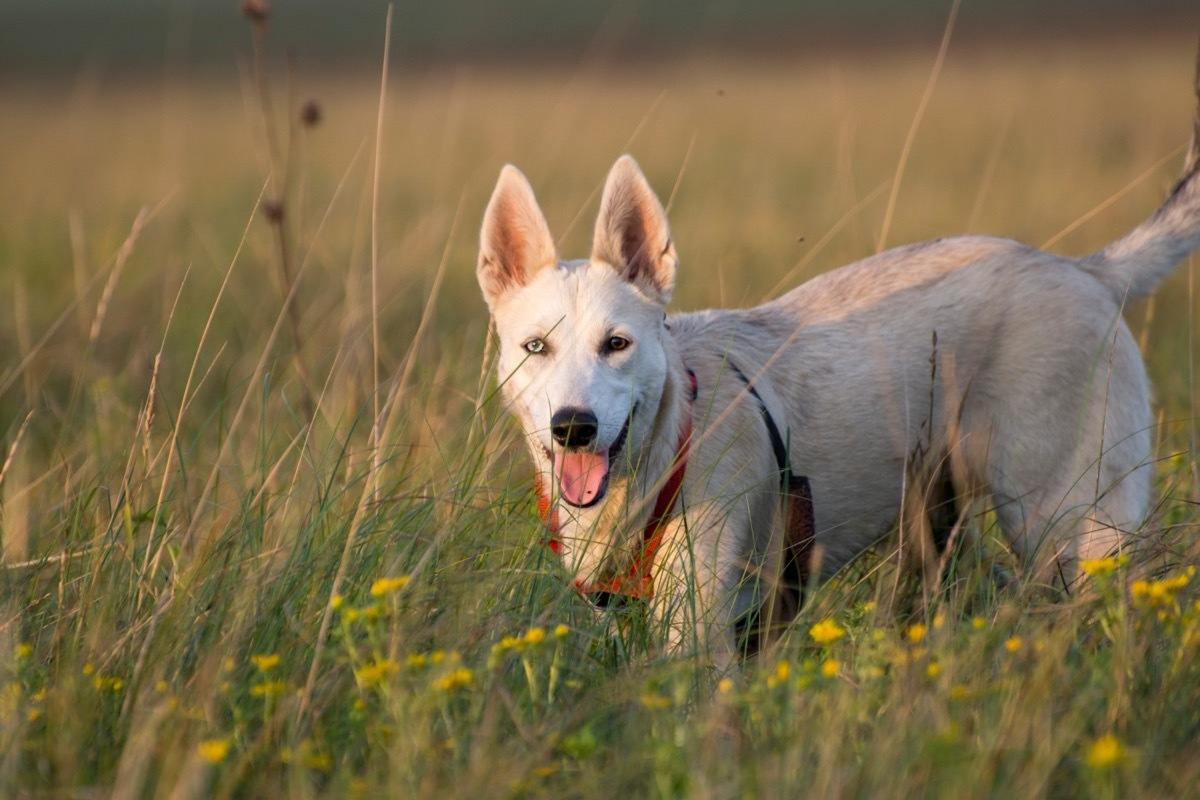 Gerberian Shepsky Mixed breed dogs