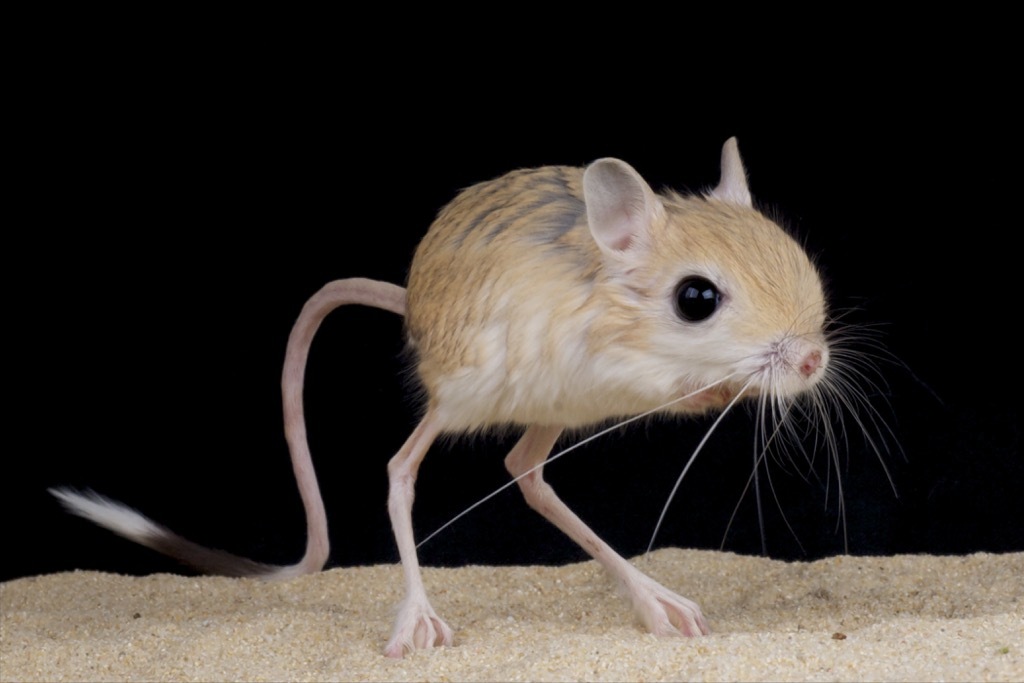 jerboa