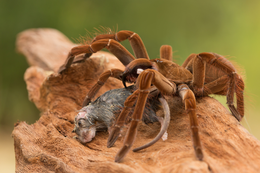 Goliath birdeater Crazy Critters