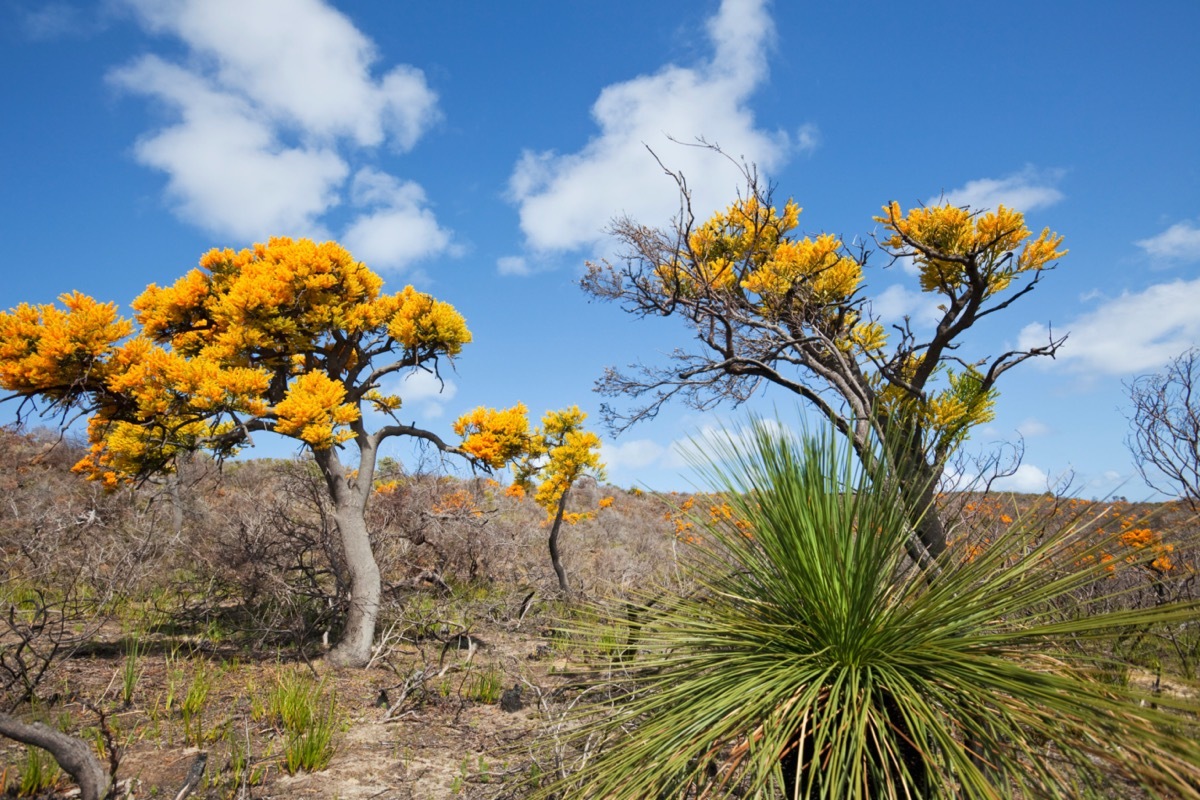 gold flowered trees in Australia