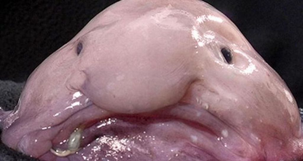 Blobfish Crazy Critters