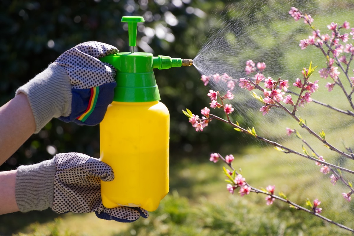 Spraying plant with pesticides