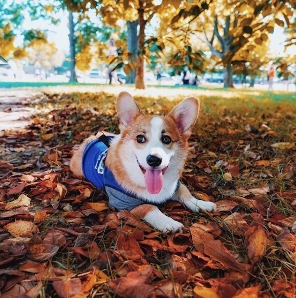 corgi 