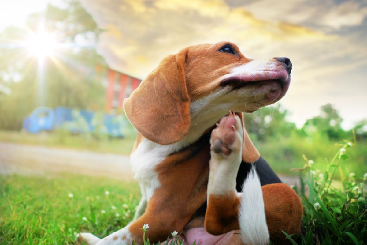 dog with fleas scratching face, things housekeepers hate