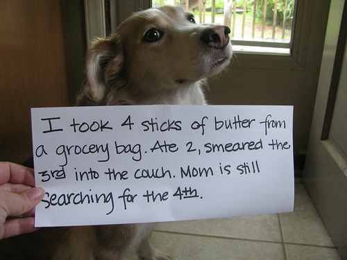 http://158.69.55.95/wp-content/uploads/2018/06/001_Dog-Shaming.jpg