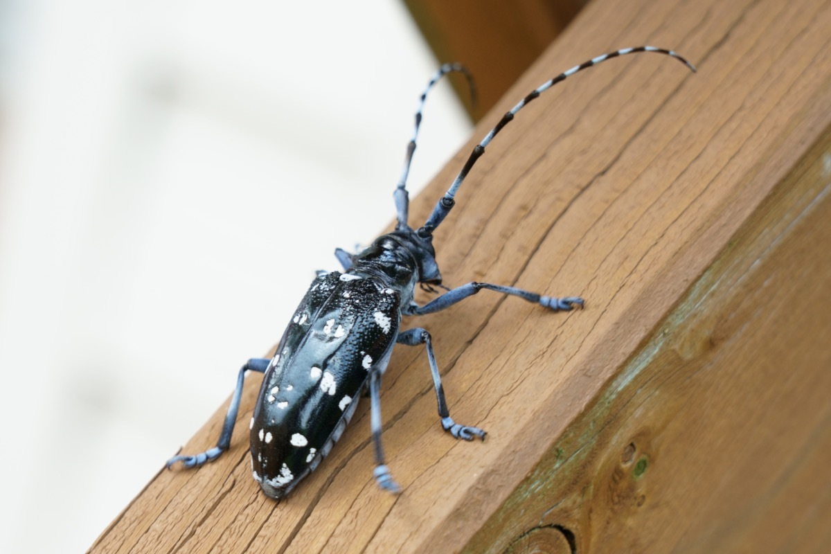 asian longhorned beetle