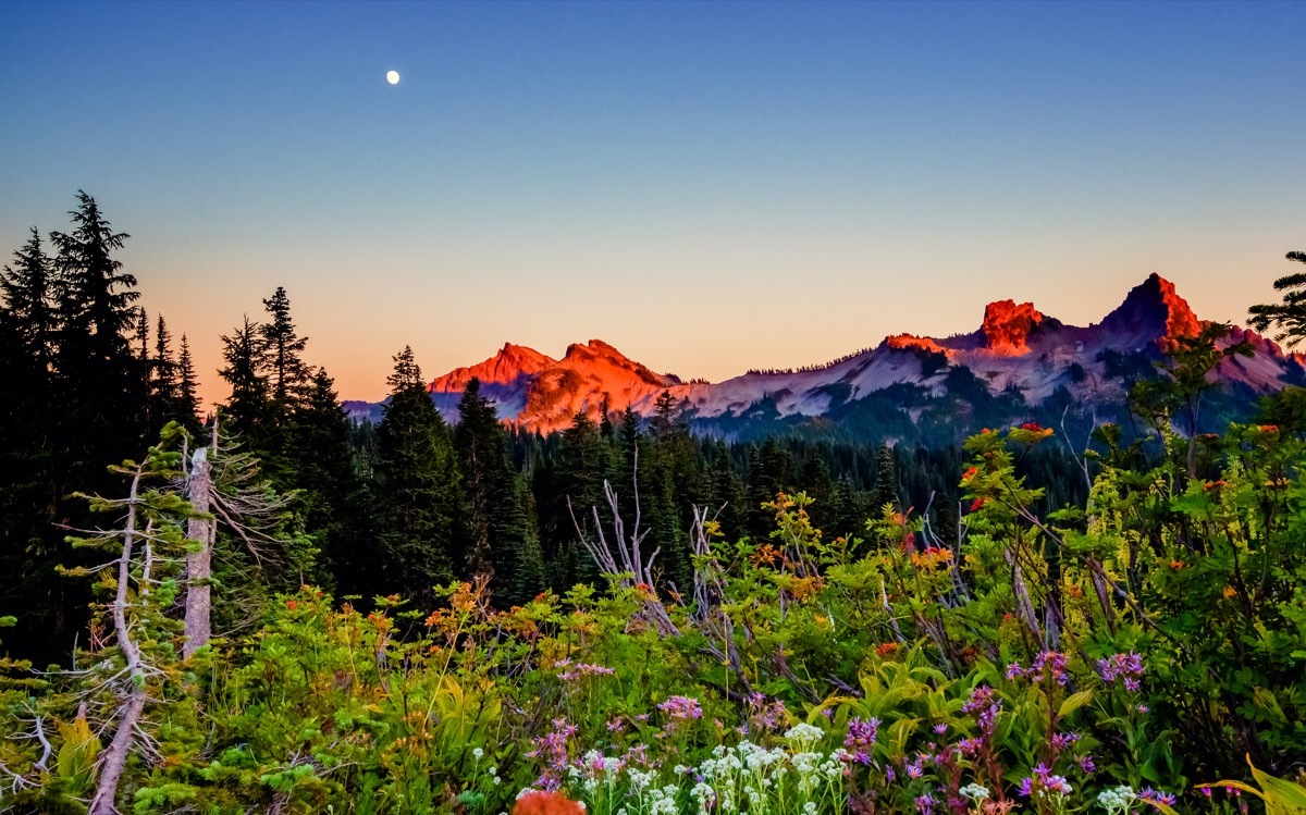 landscape photo of mountains and flowers at Mt. Rainier in Seattle, Washington