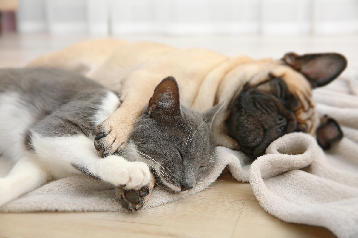 Pug dog cuddling with his cat sister