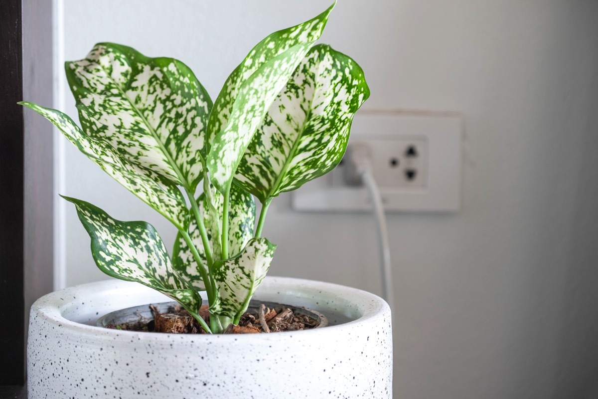 Aglaonema foliage in pot 