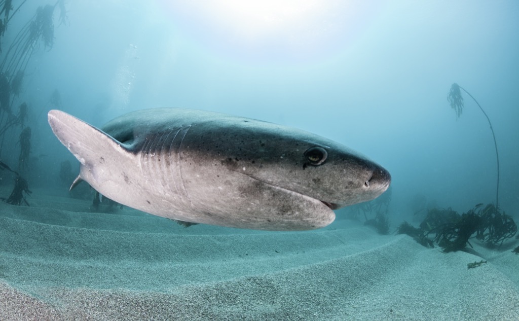 cow shark 30 oldest animals on earth