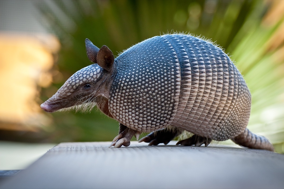 armadillo near the everglades