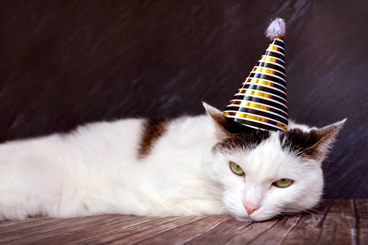 a white cat wearing a striped birthday hat