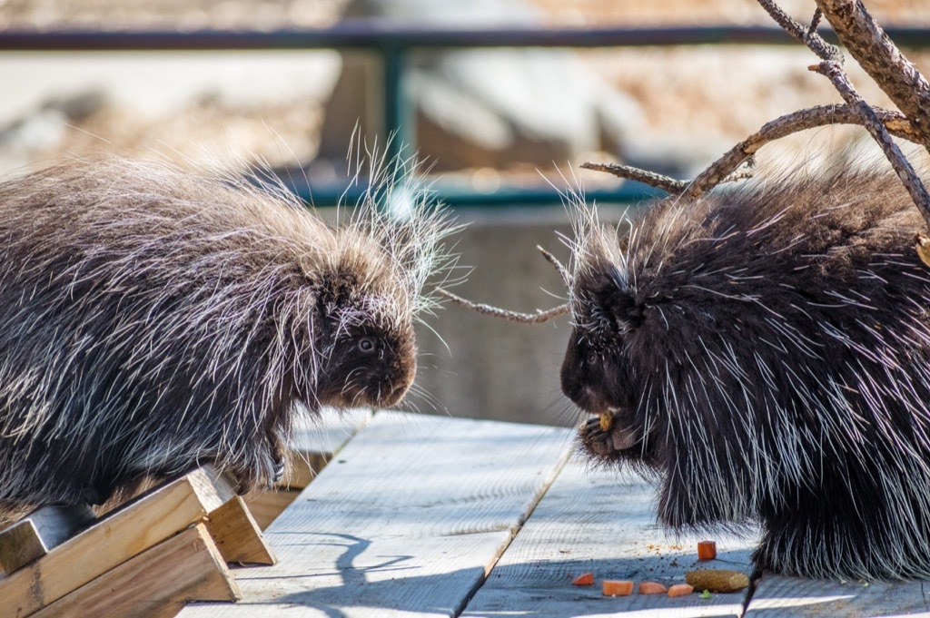 Porcupines Animal Jokes