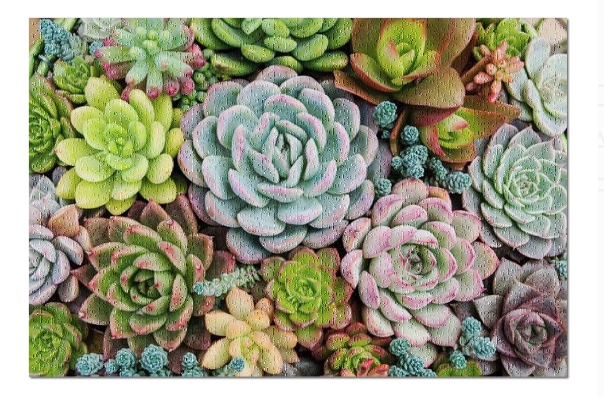 jigsaw puzzle of succulents