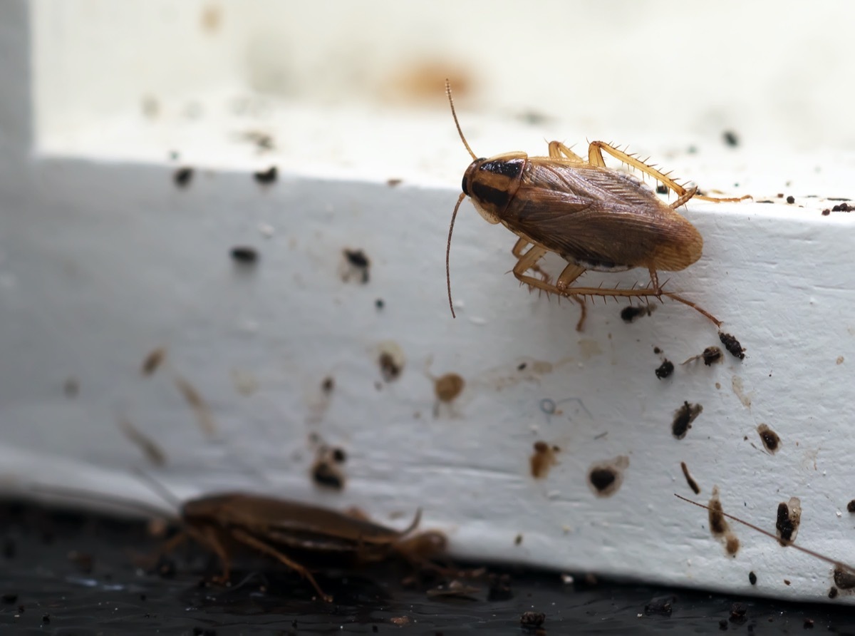 german cockroaches on windowsill