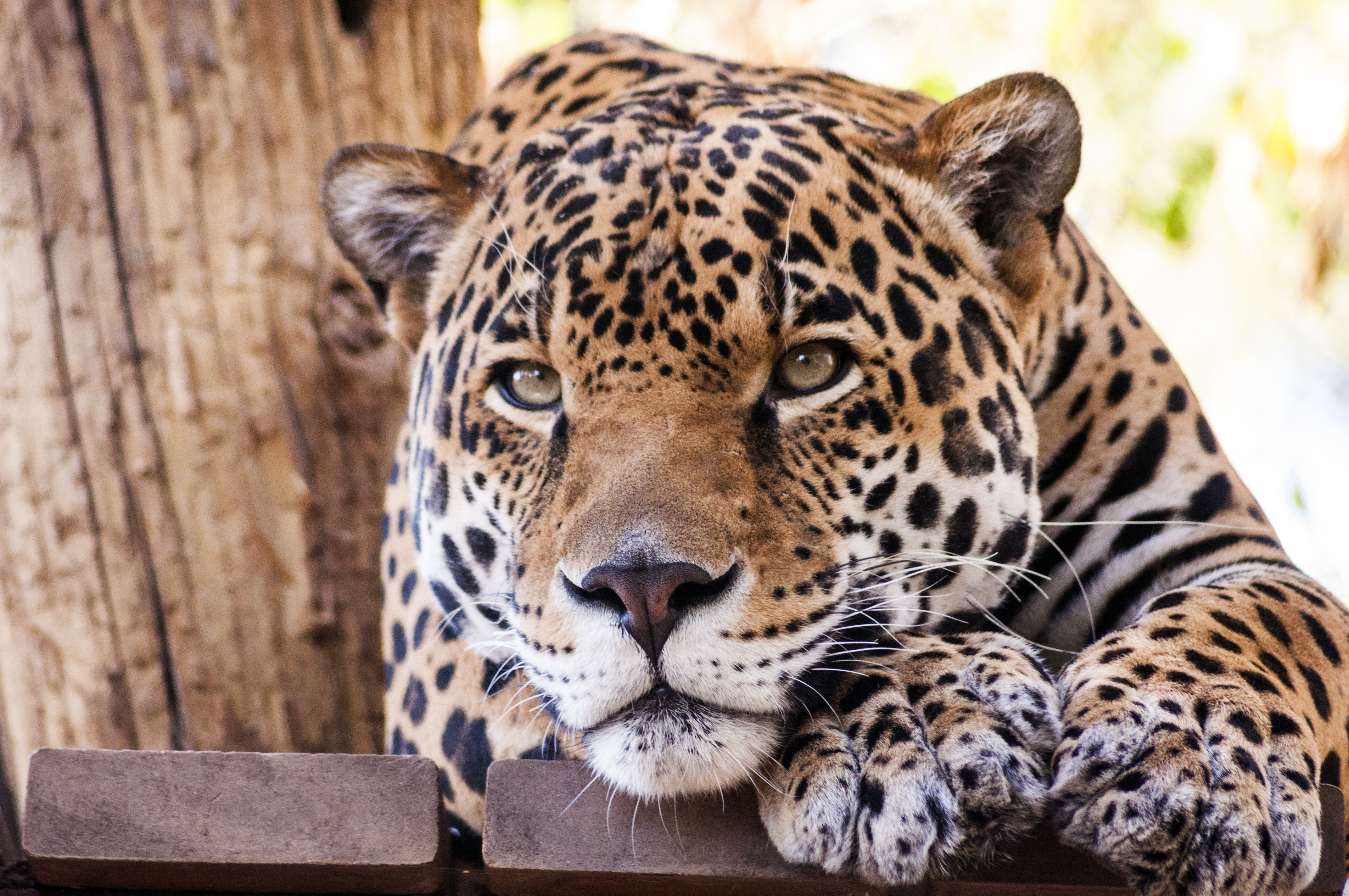 cheetah at the the phoenix zoo